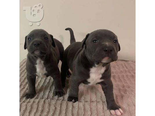 Pitbull